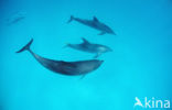 Atlantic Spotted Dolphin (Stenella frontalis )