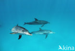 Atlantic Spotted Dolphin (Stenella frontalis )