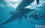 Atlantic Spotted Dolphin (Stenella frontalis )