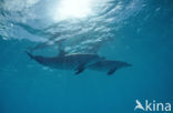 Atlantic Spotted Dolphin (Stenella frontalis )