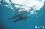 Atlantic Spotted Dolphin (Stenella frontalis )