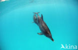 Atlantic Spotted Dolphin (Stenella frontalis )