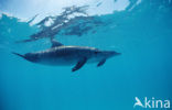 Atlantic Spotted Dolphin (Stenella frontalis )