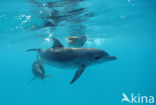 Atlantic Spotted Dolphin (Stenella frontalis )