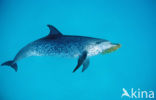 Atlantic Spotted Dolphin (Stenella frontalis )