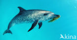 Atlantic Spotted Dolphin (Stenella frontalis )