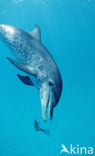 Atlantic Spotted Dolphin (Stenella frontalis )