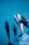 Atlantic Spotted Dolphin (Stenella frontalis )