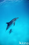 Atlantic Spotted Dolphin (Stenella frontalis )