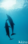 Atlantic Spotted Dolphin (Stenella frontalis )