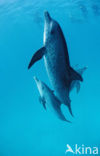 Atlantic Spotted Dolphin (Stenella frontalis )