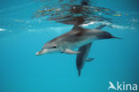 Atlantic Spotted Dolphin (Stenella frontalis )