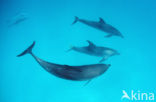 Atlantic Spotted Dolphin (Stenella frontalis )