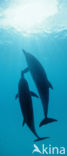 Atlantic Spotted Dolphin (Stenella frontalis )