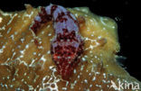 Shore clingfish (Lepadogaster lepadogaster lepadogaster)