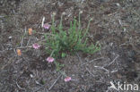 Cross-leaved Heather (Erica tetralix)