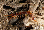 Gewone duizendpoot (Lithobius forficatus)