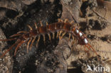 Gewone duizendpoot (Lithobius forficatus)