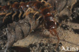 common centipede (Lithobius forficatus)