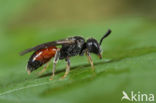 Gewone dwergbloedbij (Sphecodes miniatus)