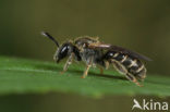 Gewone franjegroefbij (Lasioglossum sexstrigatum)