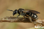 Gewone franjegroefbij (Lasioglossum sexstrigatum)