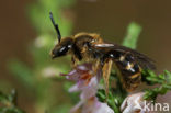 Gewone geurgroefbij (Lasioglossum calceatum)