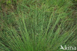Gewone veenbies (Trichophorum cespitosum ssp. germanicum) 