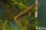 Glazenmaker (Aeshna sp.)