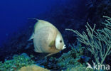 Grey angelfish (Pomacanthus arcuatus)