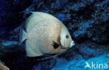 Grey angelfish (Pomacanthus arcuatus)