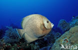 Grey angelfish (Pomacanthus arcuatus)