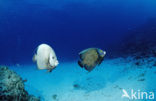 Grey angelfish (Pomacanthus arcuatus)