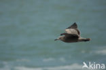 Grijze meeuw (Larus modestus)