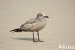 Grijze meeuw (Larus modestus)