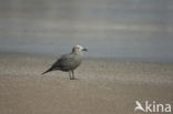 Grijze meeuw (Larus modestus)