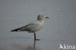 Grijze meeuw (Larus modestus)