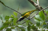 Green jay (Cyanocorax yncas)