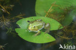 Groene kikker (Rana esculenta)