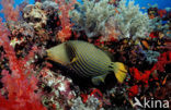 Groene trekkersvis (Balistapus undulatus)