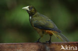 Groensnaveloropendola (Psarocolius atrovirens)