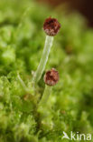 Pitted Frillwort (Fossombronia foveolata)
