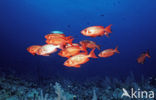 Cressent-tail bigeye (Priacanthus hamrur)