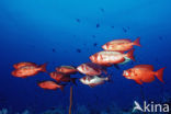 Cressent-tail bigeye (Priacanthus hamrur)