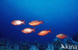 Cressent-tail bigeye (Priacanthus hamrur)