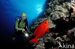 Cressent-tail bigeye (Priacanthus hamrur)