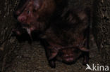 Grootoorvleermuis (Plecotus auritus)