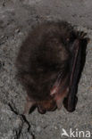 brown big-eared bat (Plecotus auritus)
