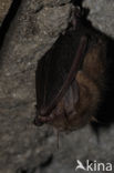 brown big-eared bat (Plecotus auritus)