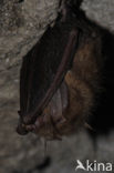 brown big-eared bat (Plecotus auritus)